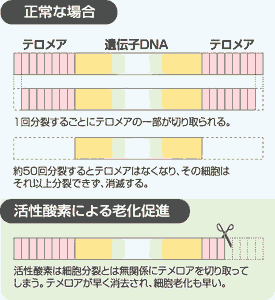 テロメア遺伝子とは ドクタープロダクツを代表する成分 ドクタープロダクツ オフィシャルサイト